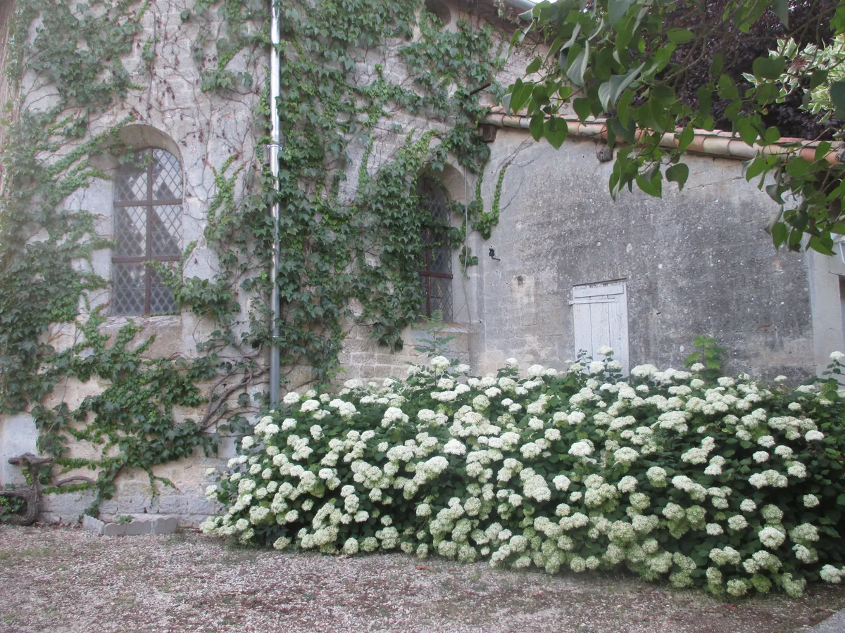 La chapelle et ses hortensias