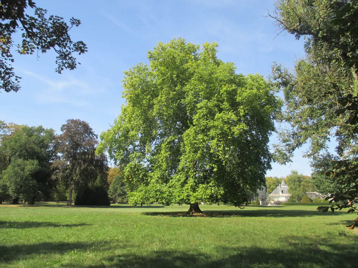 Un arbre centenaire dans le parc du château