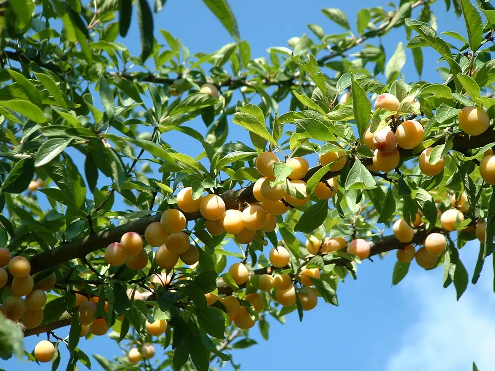 Mirabelles de Lorraine